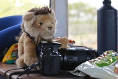 Etosha - Lion and Camera