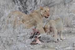 Etosha - Lioness and Cub With Zebra Carcase