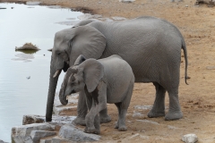 Etosha - Mother and Baby Elephant