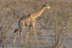Etosha - Pale Giraffe