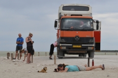Etosha - Photographing a Lion on the Etosha Pan