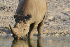 Etosha - Rhino Drinking