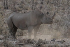 Etosha - Rhino Kicking Up Dust