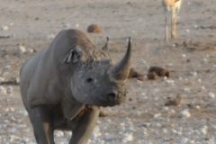 Etosha - Rhino and Springbok