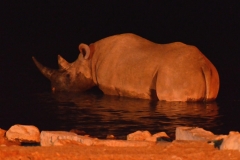 Etosha - Rhino in the Okaukuejo Waterhole