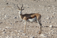 Etosha - Springbok - Side View