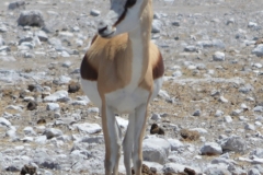 Etosha - Springbok