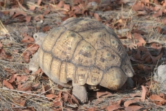 Etosha - Tortoise