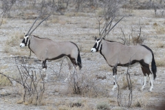 Etosha - Two Gemsbok