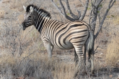 Etosha - Zebra - Double Stripes