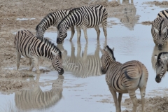 Etosha - Zebra Drinking