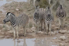 Etosha - Zebra at the Waterhole
