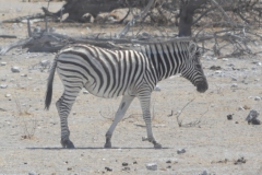 Etosha - Zebra