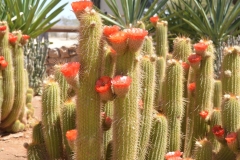 Solitaire - An Oasis in the Desert