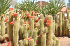 Solitaire - Bright Red Flowers in the Desert
