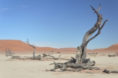Sossusvlie - The Famous Dead Trees