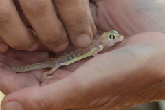 Swakopmund - Nocturnal Lizard