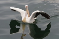 Walvis Bay - A Pelican Lands on the Water