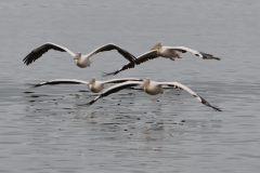 Walvis Bay - Low Flying Pelicans