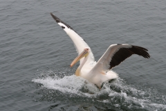 Walvis Bay - Pelican Making a Splash