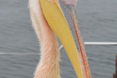 Walvis Bay - Pelican on the Boat