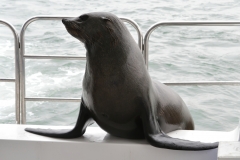 Walvis Bay - Seal on the Boat