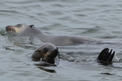 Walvis Bay - Seals at Sea