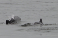 Walvis Bay - We Did See Dolphins