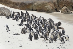 African Penguines at Boulders