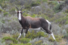 Bontebok on the Cape Peninsula