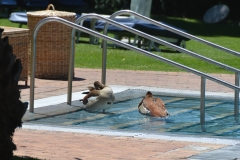Mount Nelson Hotel - Ducks Using the Pool