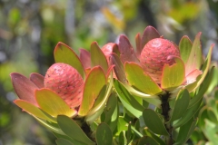 Protea on Table Mountain