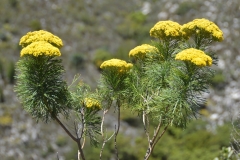 Vegetation on the Bains Kloof Pass