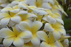 Mto Wa Mbu - Frangipani