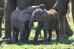 Serengeti - Baby Elephants