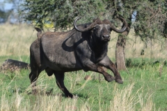 Serengeti - Cape Buffalo