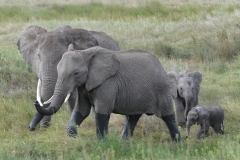 Serengeti - Elephant Family