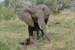 Serengeti - Elephant Having a Mud Bath