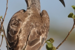 Serengeti - Grey Hornbill
