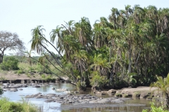 Serengeti - Hippo Pool