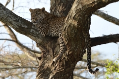 Serengeti - Leopard in a Tree
