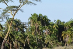 Serengeti - Lion by the River