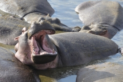 Serengeti - Open Wide