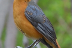 Serengeti - Robin-Chat