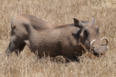 Serengeti - Warthog