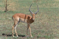 Serengeti - Young Impala