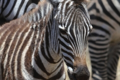 Serengeti - Zebra