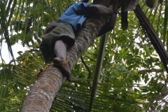 Zanzibar - Coconut Harvesting