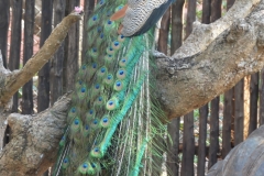Zanzibar - Prison Islan Peacock