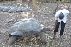 Zanzibar - Prison Island Tortoise